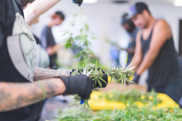 Cannabis-Harvesting